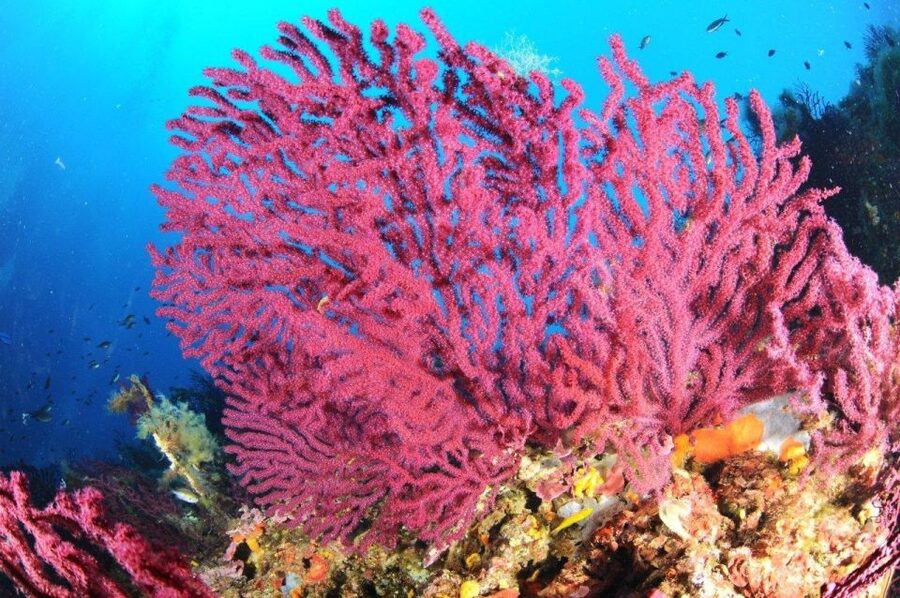 Calvi: Pointe de la Revellata Snorkeling Boat Tour - Snorkeling in the Revellata reserve