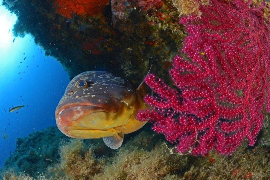Calvi: Pointe de la Revellata Snorkeling Boat Tour - What makes the rocky coast worth seeing