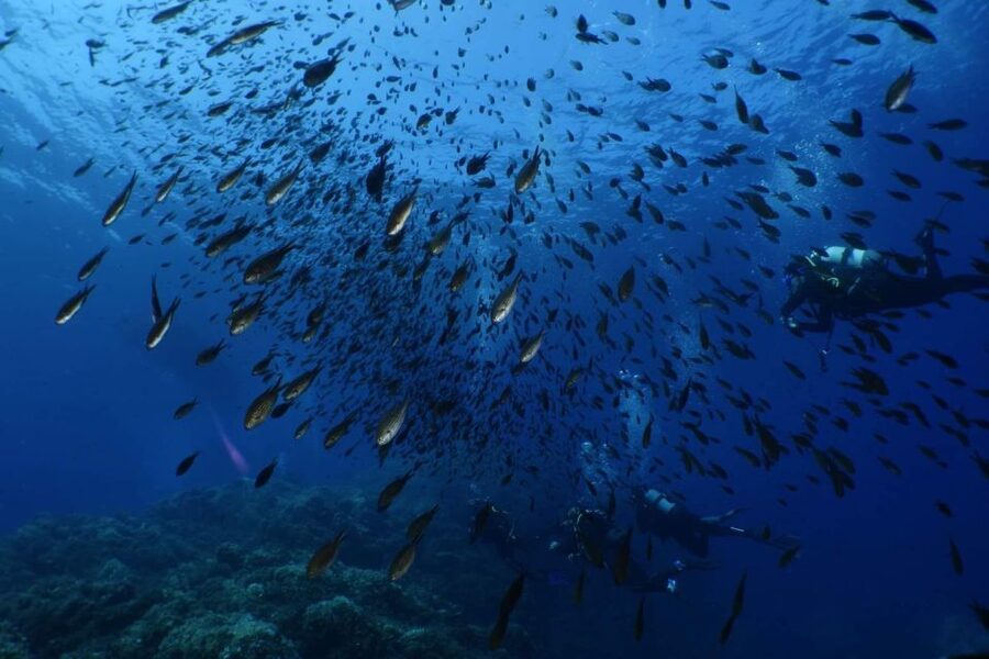 Calvi: Pointe de la Revellata Snorkeling Boat Tour - How much snorkeling time should you expect?