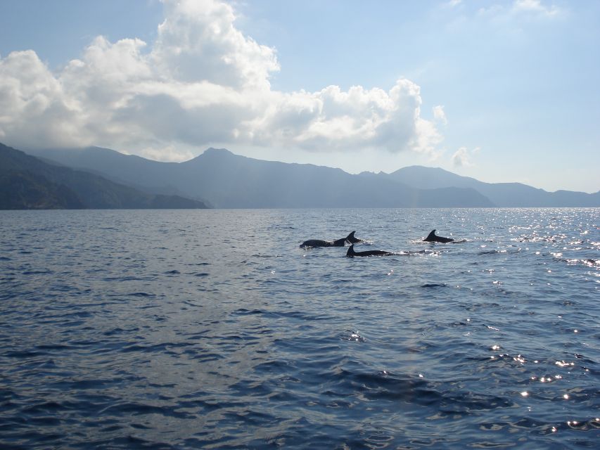 Calvi: Scandola and Piana Guided Boat Tour - Key points to know before booking