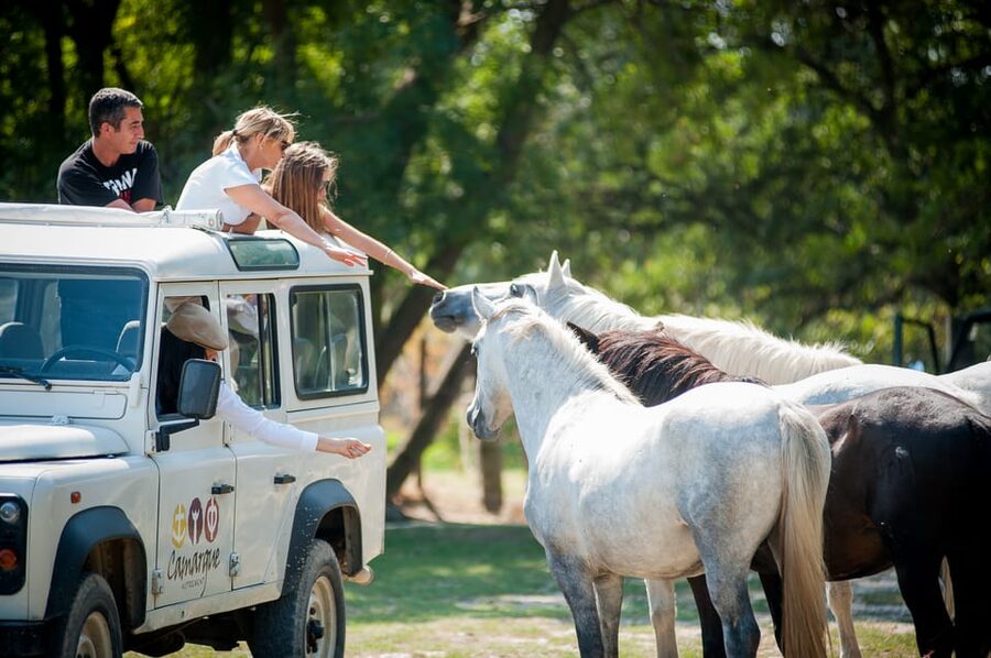 Camargue: Half-Day 4x4 Guided Safari Adventure - Key reasons to consider this Camargue safari