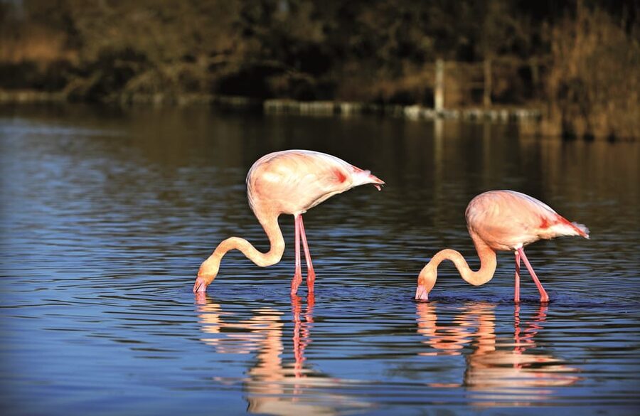 Camargue: Half-Day 4x4 Guided Safari Adventure - Aigues-Mortes adds medieval stone to the wetland