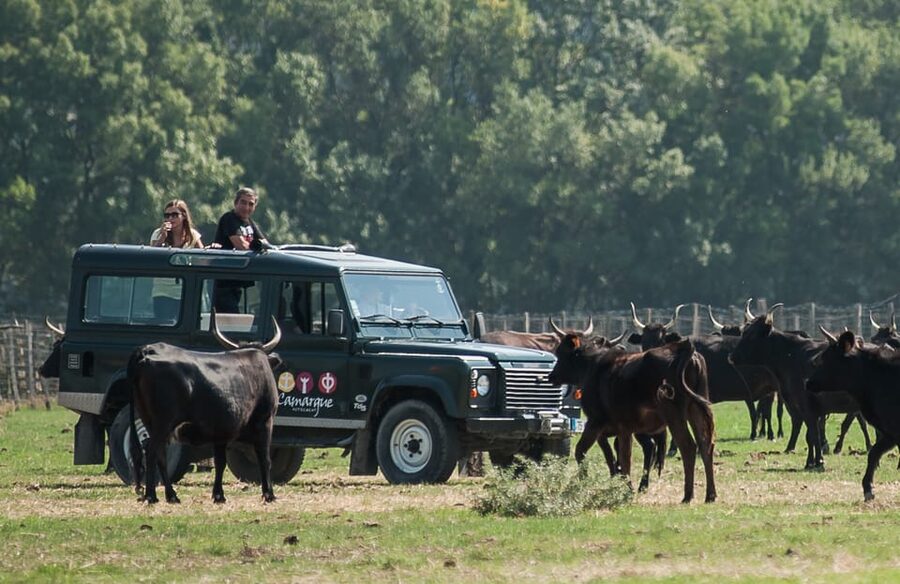 Camargue: Half-Day 4x4 Guided Safari Adventure - Five wines and a table of regional tastes