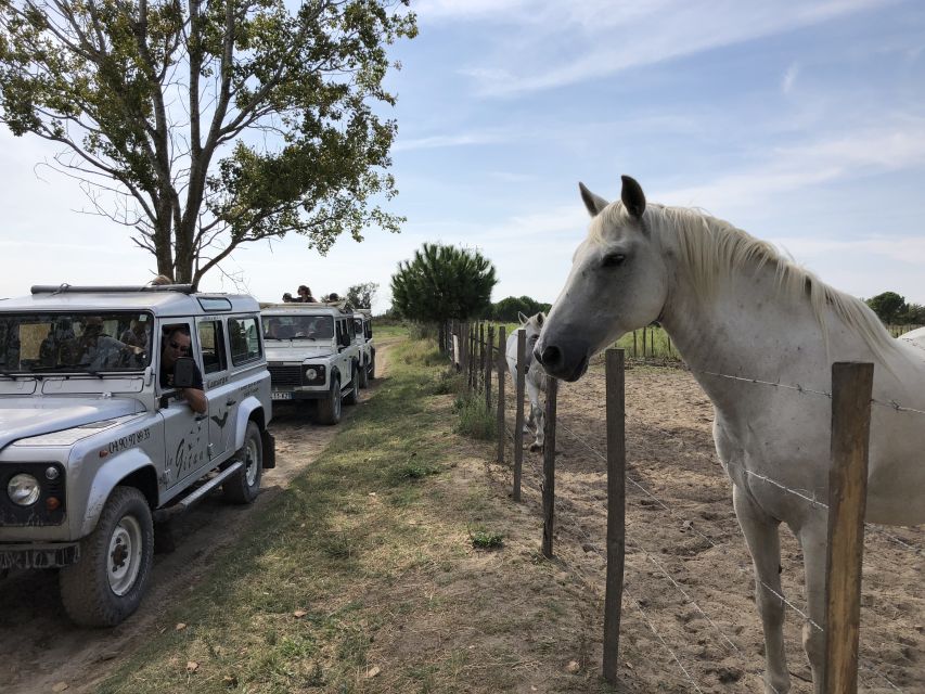 Camargue: Safari from Saintes-Maries-de-la-Mer - Key points at a glance