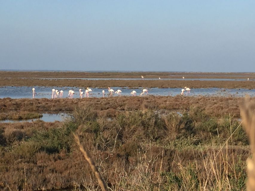 Camargue: Safari from Saintes-Maries-de-la-Mer - Guides who make the difference