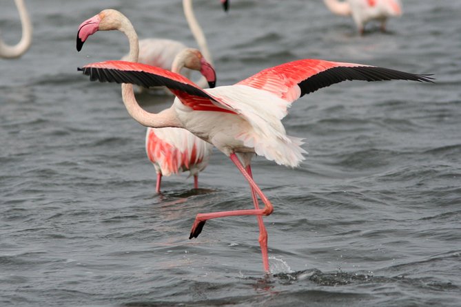 Camargue Small-Group Day Trip from Avignon - Saintes-Maries-de-la-Mer for lunch and the Mediterranean