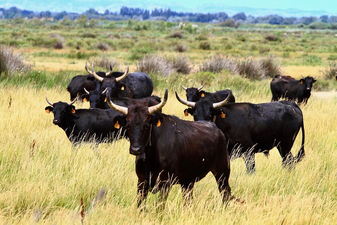 Camargue Small-Group Day Trip from Avignon - Who will get the most from this tour