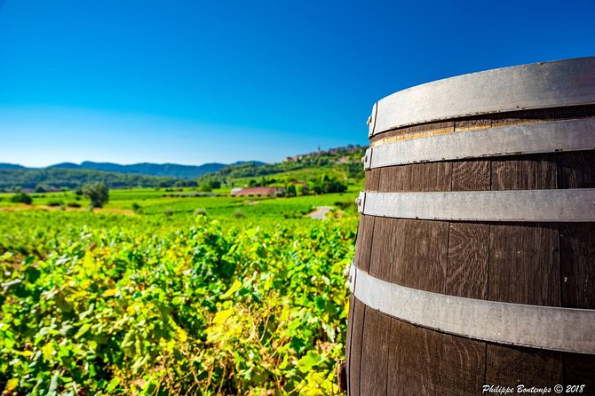 Cellar Visit & Bandol Wine Tasting (in French) - A short visit with a proper sense of place
