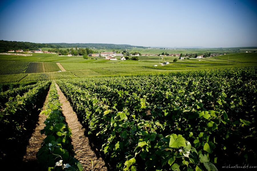 Champagne: Canard-Duchêne Champagne House Tour - Walking through the Champagne vineyards