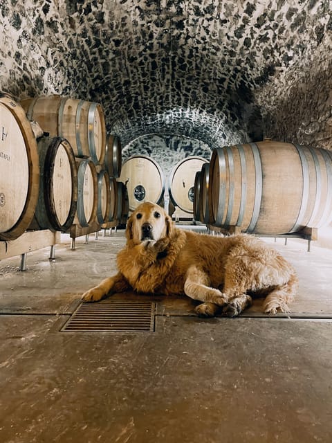 Champagne Cellar Experience: Explore our historic cellars - Who will enjoy this Champagne visit most?
