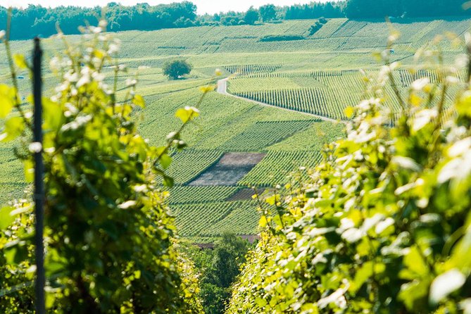 Champagne Day Trip with 6 Tastings, Reims and Winery from Paris - Nicolas Feuillatte: Champagne at large scale