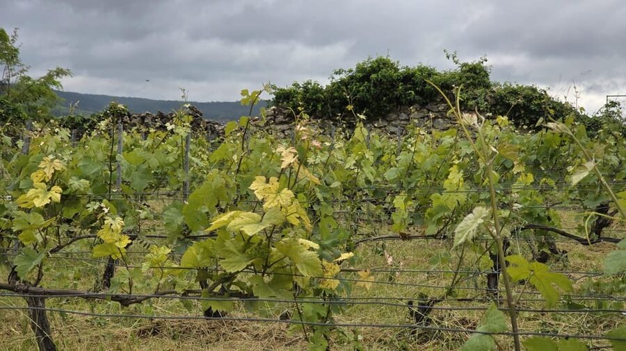 Champagne Vineyard Experience: Delve into the terroir - Is $28 a Fair Price?