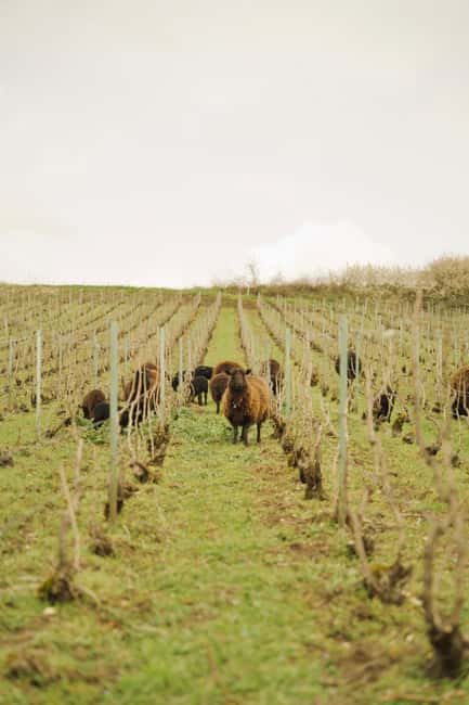 Champagne Vineyard Experience: Delve into the terroir - What Terroir Means in the Glass