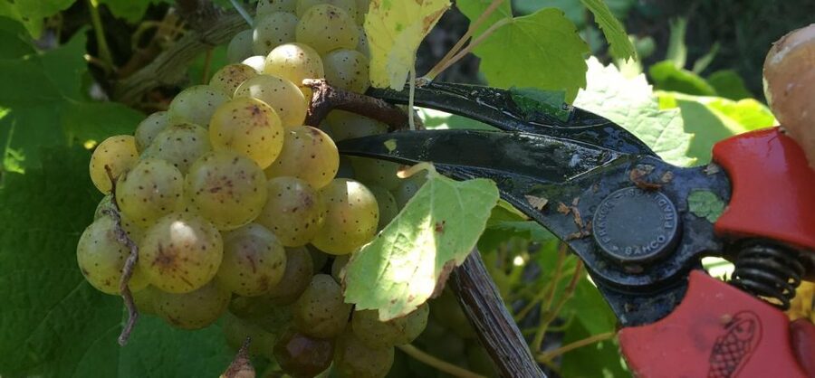 Château du Bois-Huaut: Cellar Tour and Wine Tasting Class - Starting with the vines