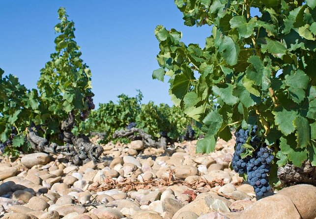 Chateauneuf du Pape wine tour - Key points at a glance