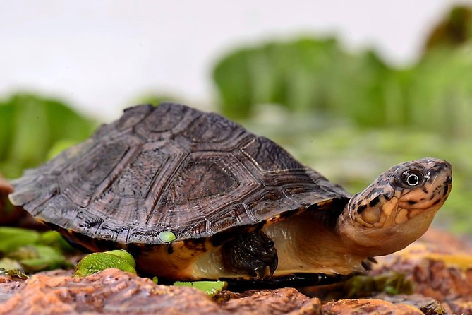 Corsica A Cupulatta Turtle Park Skip the Line Admission Ticket - A Quiet Turtle Park Outside Ajaccio