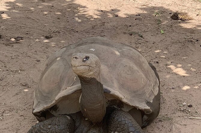 Corsica A Cupulatta Turtle Park Skip the Line Admission Ticket - Why Families Often Enjoy the Visit