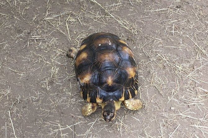 Corsica A Cupulatta Turtle Park Skip the Line Admission Ticket - The $16.94 Ticket and Its Real Value