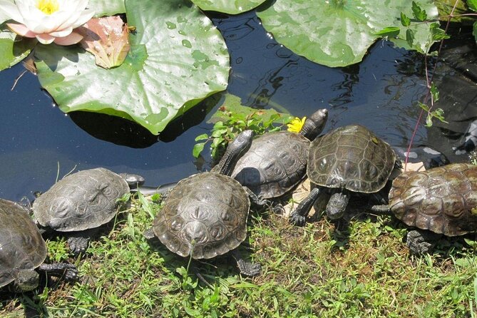 Corsica A Cupulatta Turtle Park Skip the Line Admission Ticket - Timing Your Visit Around Weather and Animal Activity