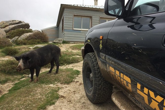 Corsica Extreme Sud Day 4X4 Excursions from Porto-Vecchio - Who will enjoy this 4x4 excursion most?