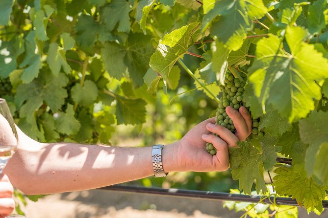Cotes de Provence Wine Tour from Aix-en-Provence - What the wine tasting is really like