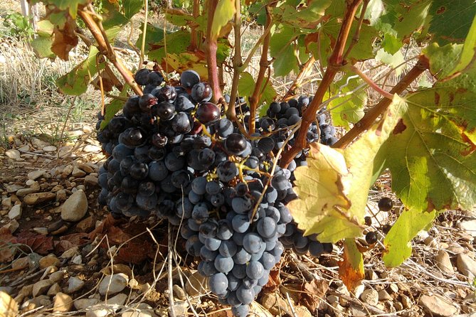 Cotes de Provence Wine Tour from Aix-en-Provence - Guides who make the short trip worthwhile