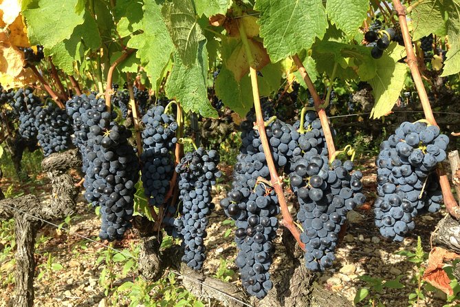 Cotes du Rhone Wine Tour (9:00 am to 5:15 pm) - Small Group Tour from Lyon - Leaving Lyon for Roman Vienne