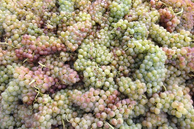 Cotes du Rhone Wine Tour (9:00 am to 5:15 pm) - Small Group Tour from Lyon - Condrieu and the near-loss of Viognier