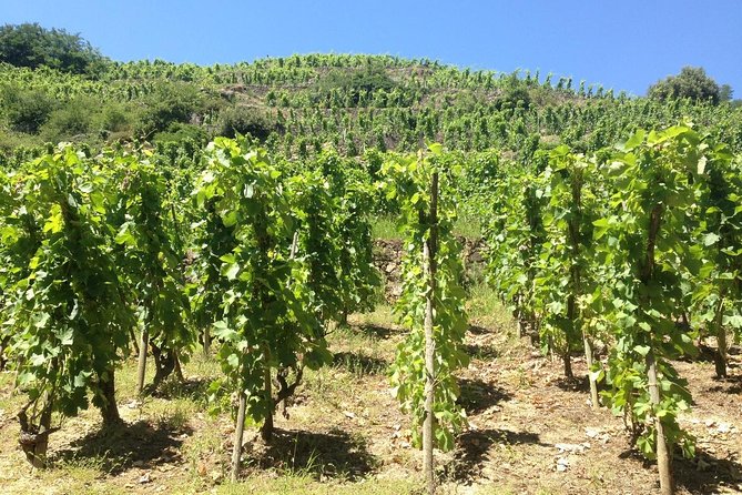 Cotes du Rhone Wine Tour (9:00 am to 5:15 pm) - Small Group Tour from Lyon - What makes the small group worthwhile