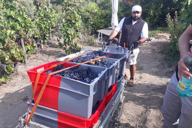 Cotes du Rhone Wine Tour (9:00 am to 5:15 pm) - Small Group Tour from Lyon - Is $192.77 a fair price?
