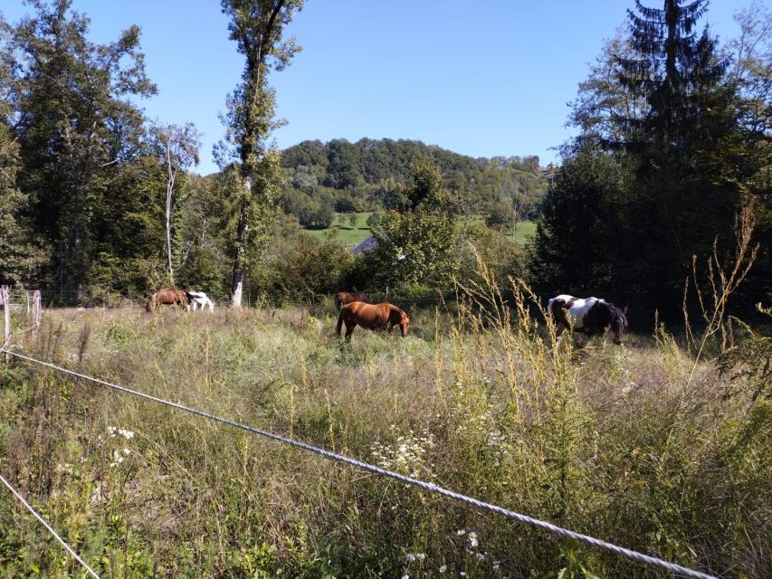 Cruseilles: Horseback Riding in the Countryside - Key points at a glance