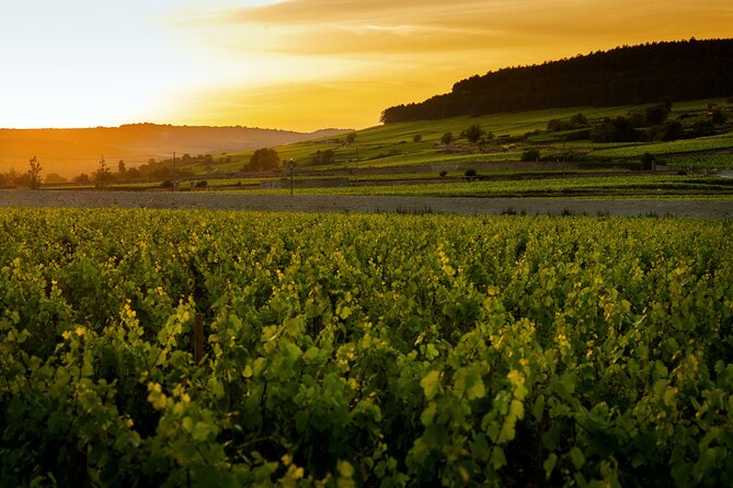 Discover Burgundy - Key points to know before booking