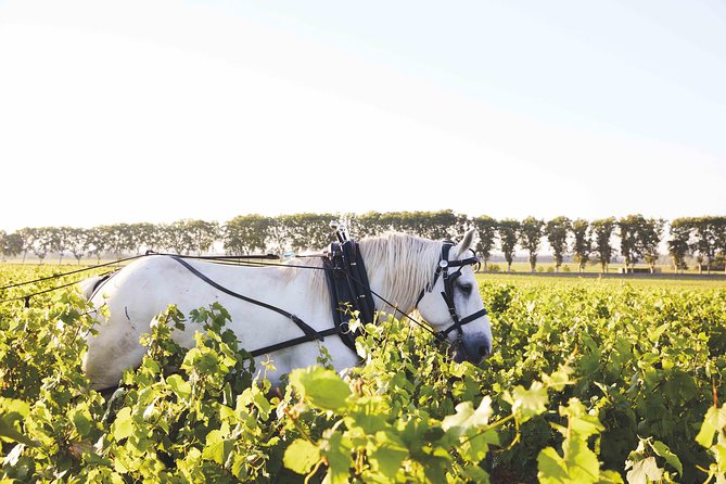 Discover Burgundy - Walking into Clos Marey-Monge’s vineyard story