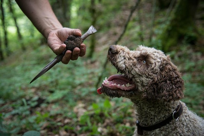 Discovery of the world of Truffles and tasting - Watching the truffle dog work