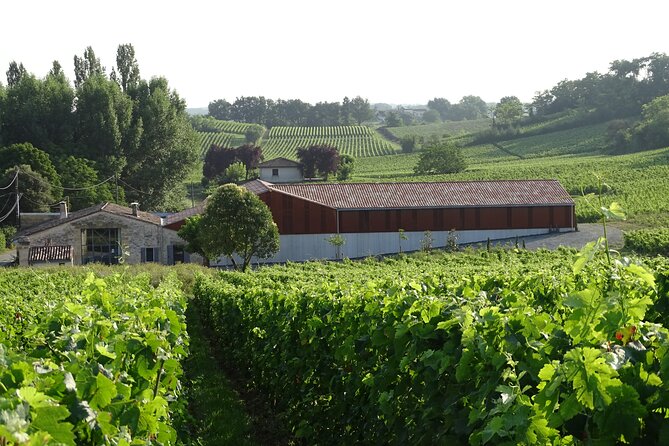 Discovery visit of Château Rol Valentin with tasting - Seeing the winemaking and aging vat room