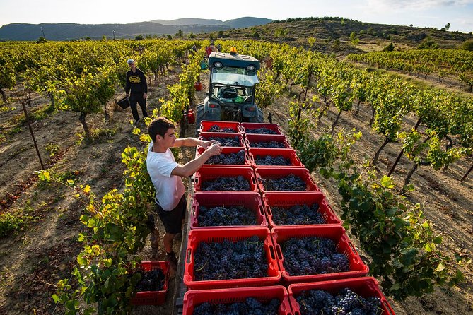 Domain visit - From the vineyards to the vat room
