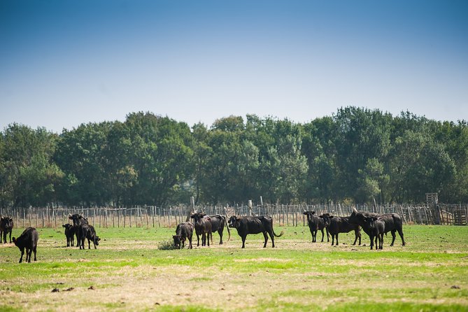 Electric bike excursion in Camargue - Why an electric bike fits the Camargue