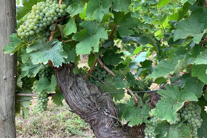 English Speaking Loire Winery Tours originating from Chinon - Meeting small producers instead of chasing tourist stops