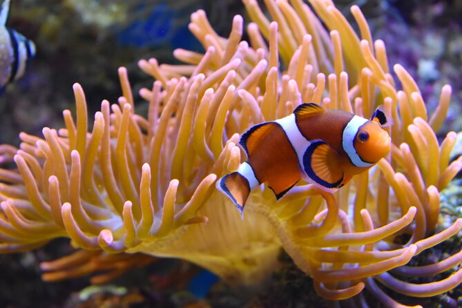 Entrance Ticket Nausicaa, the biggest aquarium in Europe - The Educational Side, From Touchscreens to Climate Science