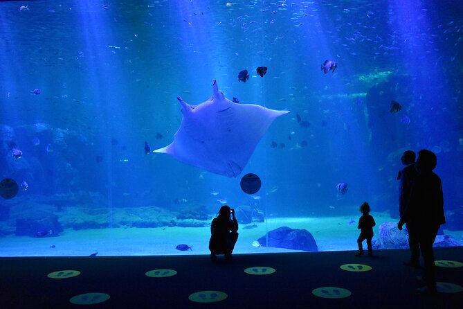 Entrance Ticket Nausicaa, the biggest aquarium in Europe - Crowds, Heat, and the Best Time to Go