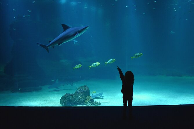 Entrance Ticket Nausicaa, the biggest aquarium in Europe - Getting There and Managing the Admission