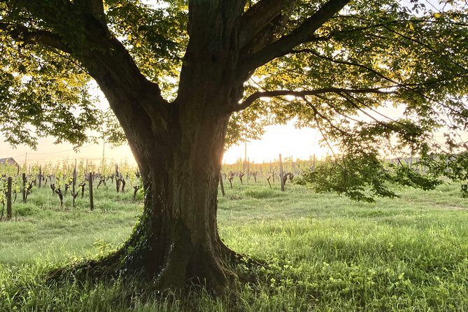 Epicurean Discovery Tour with Wine & Local Specialties - How the 75-minute schedule works
