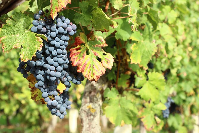 Epicurean Discovery Tour with Wine & Local Specialties - Seeing the vineyard and understanding Chinon terroir