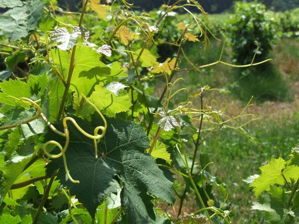 French Riviera: Provencal Wine Tour - Why this Provence wine day works