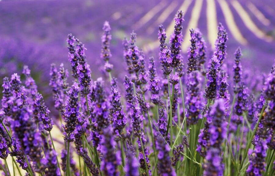 From Aix: Day Trip to Valensole Lavender Fields in Provence - Key points at a glance