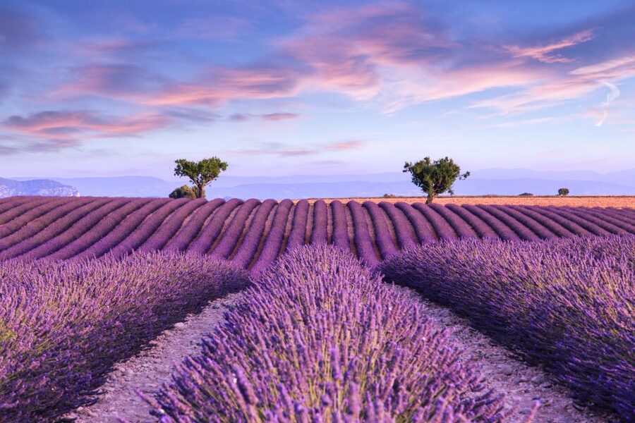 From Aix: Day Trip to Valensole Lavender Fields in Provence - Why the lavender and lavandin difference matters