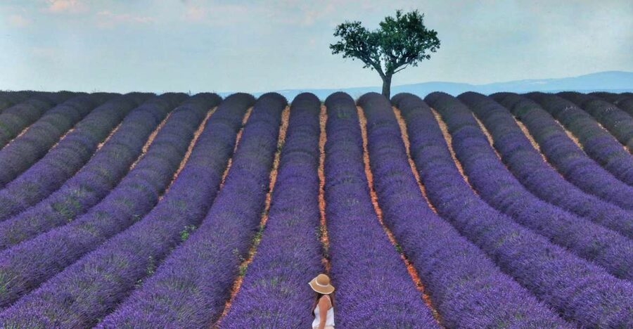 From Aix: Day Trip to Valensole Lavender Fields in Provence - The biggest issue: bloom dates and early harvesting