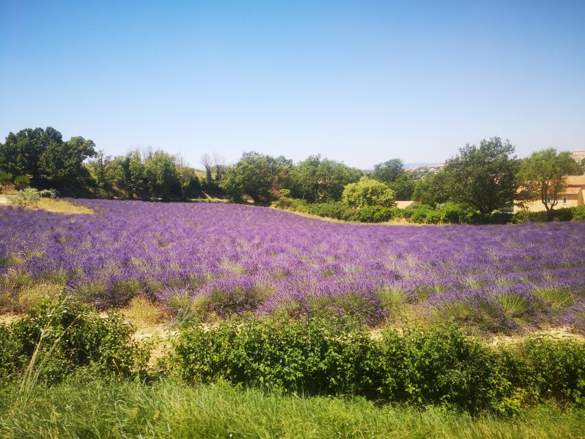 From Aix: Day Trip to Valensole Lavender Fields in Provence - The Valensole road and its best photo stops