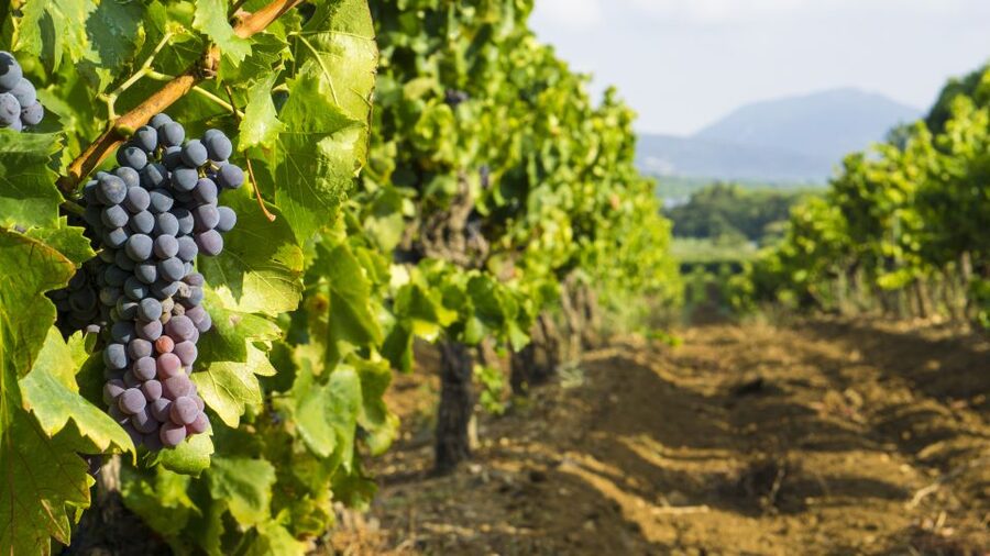 From Aix-en-Provence: Half-Day Wine Tour - Key points to know before you book