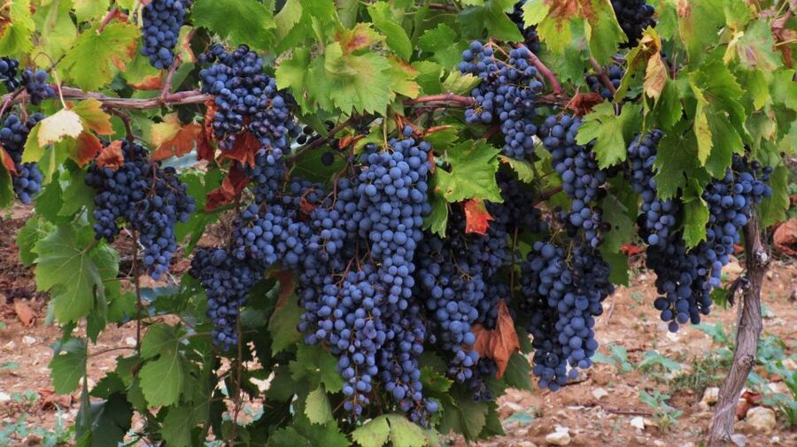 From Aix-en-Provence: Half-day Wine Tour Cezanne Countryside - The guides make the difference